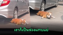 เห็นแวบแรกตกใจมาก น้องหมาโดนทับหรือเปล่า นอนอยู่ใต้รถตากแดดร้อน ๆ