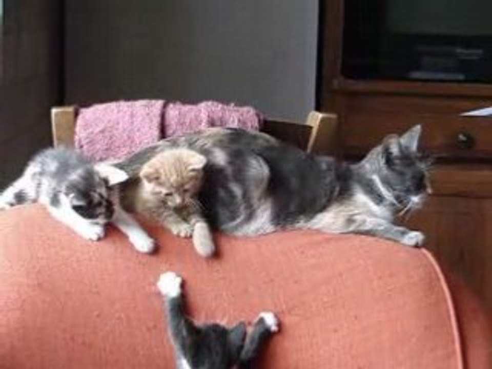 Les chatons qui commence a bien s'amusés avec leur mère