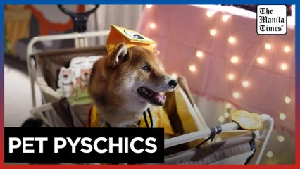 Shanghai pet owners turn to psychics to connect with fur kids at Halloween event