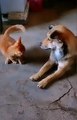 2024 best animals videos #cutecatvideos #funnycatvideos #cuteanimals #funny #reels #shortsvideo  #shorts #animal #funny animals #cat #animals #fyp