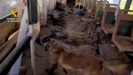 Así trabajan los perros de rastreo de la Guardia Civil en Valencia