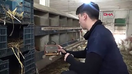 BURSA Bu kümeste tavuklara tasavvuf müziği dinletiliyor