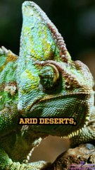The Color-Changing Wonders of Chameleons!