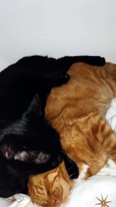 Luna and Ginger