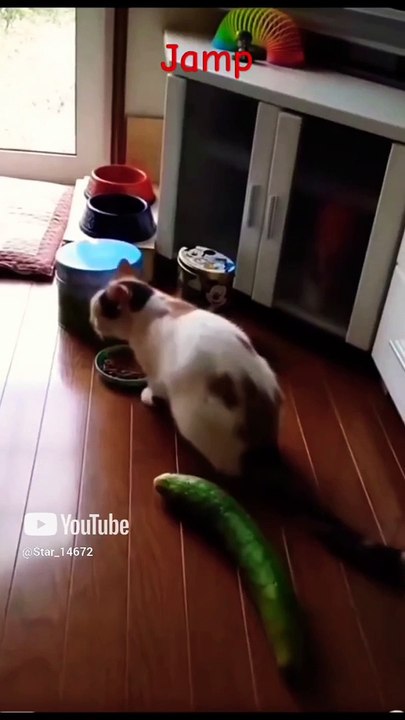 Jumping!! #cats #lover #shorts #ytshort @Star_14672 (3)