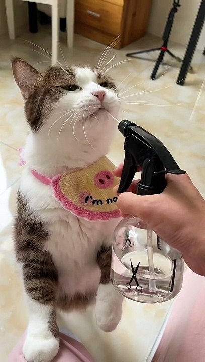 Cat Cat