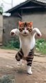 Cat Dance  _shorts _cat _pet _dance _comedy(360P)