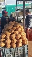 سعر البطاطا الجديدة القادمة من جنوب البلاد بسوق صالح بوالشعور في سكيكدة.