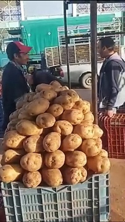 سعر البطاطا الجديدة القادمة من جنوب البلاد بسوق صالح بوالشعور في سكيكدة.