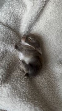 The Officially Small Animal Baby Have Cuteness Follow For More Videos Have Virelreels ...!!