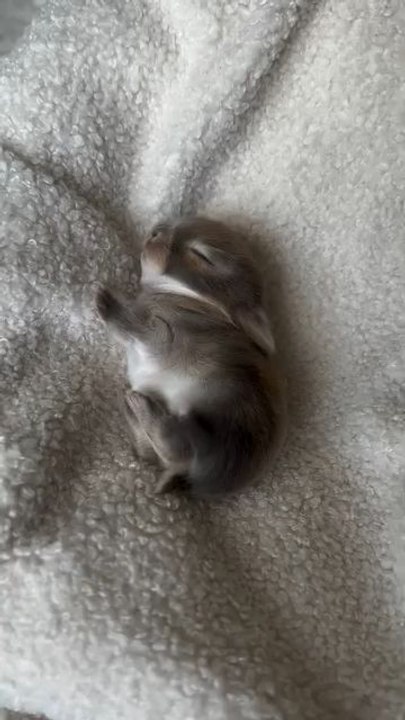 "The Officially Small Animal Baby Have Cuteness Follow For More Videos Have Virelreels"...!!