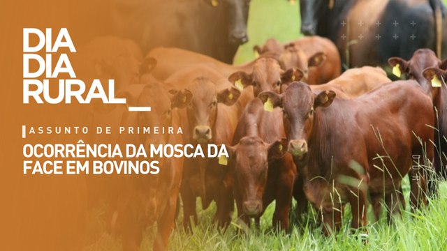Ocorrência da mosca da face em bovinos: parasita pode causar grandes prejuízos à pecuaria nacional
