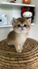 Adorable Little Kitten Sitting Sweetly and Watching the World