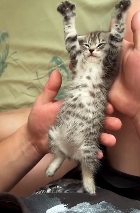 2024 best animals videos #cutecatvideos #funnycatvideos #cuteanimals #funny #reels #shortsvideo  #shorts #animal #funny animals #cat #animals #fyp