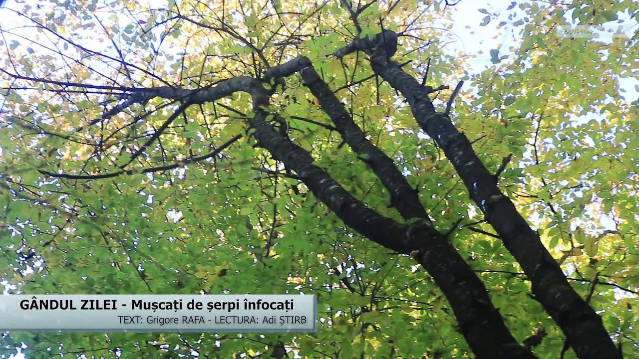 GÂNDUL ZILEI - Mușcați de șerpi înfocaț