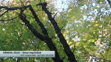 GÂNDUL ZILEI - Omul neprihănit