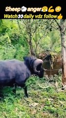 Angrysheep | animal attack | #trending #animals #nature #wild