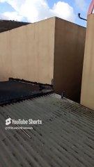 ️❤️ Palomas en el Techo Tomando el Sol y Fortaleciendo su Parvada en la Casa Abandonada  #Shorts