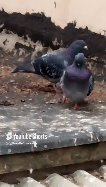 ️✨ ¡Las Palomas en el Techo Tomando el Sol! Hermosos Seres Alados en su Hogar Temporal #Shorts