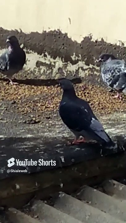 Las palomas salen a tomar el sol en el techo de la casa #shorts #animales #mascotas #aves #pajaros