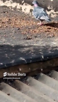 ️ ¡Palomas Tomando el Sol en el Techo de la Casa Abandonada! Hermosas Aves en Comunidad #Shorts