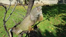 Green Iguana Basking Outside