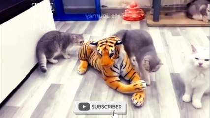 Hilarious Cats Compilation: The Funniest Cat Moments of the Year!