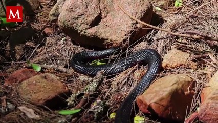Se viralizó una foto de una supuesta mutación entre una lagartija y una serpiente, ¿es real?