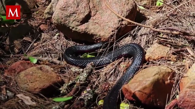 Se viralizó una foto de una supuesta mutación entre una lagartija y una serpiente, ¿es real?