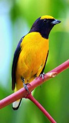 Canto de la Euphonia affinis - Scrub euphonia