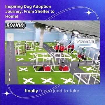Inspiring Dog Adoption Journey_ From Shelter to Home!3