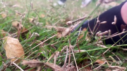 sheep cult and after hours talking | movie | 2024 | Official Trailer