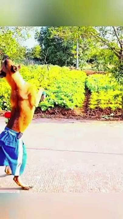 Dance of dog,,,,