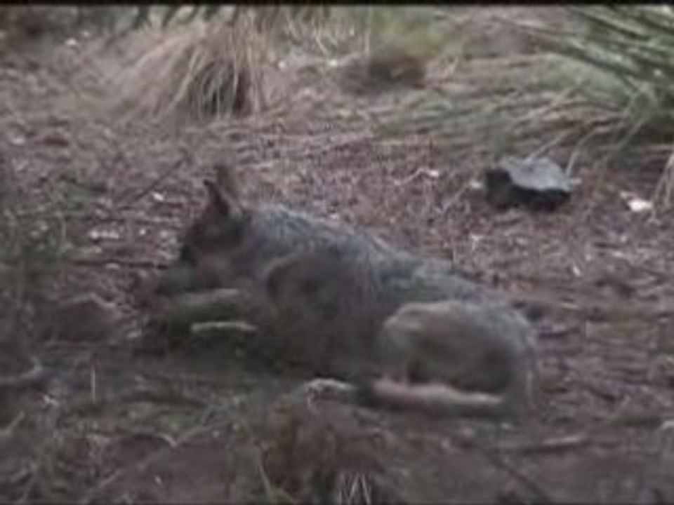 Mexican Gray Wolf