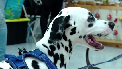 tn7-feria-mascotas-031124