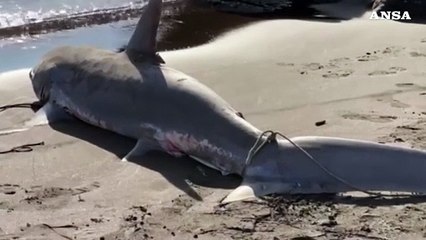 Due squali volpe trovati spiaggiati nel Napoletano