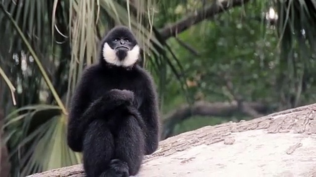 Gibbon monkey funny sound - funny moments of animal's