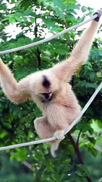 Cute female gibbon fun and joyful moments | Primates Planet