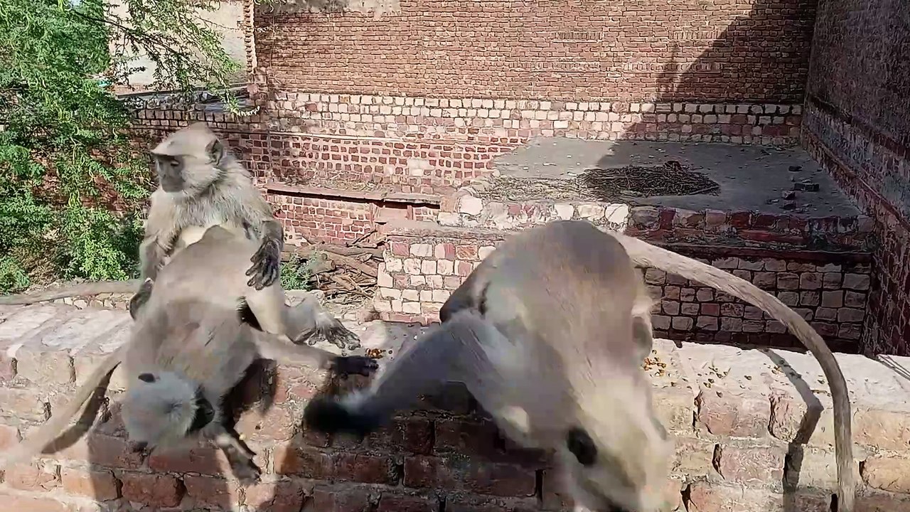 Very hungry monkey