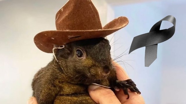 Ella era Peanut, la ardilla que podría cambiar las elecciones de Estados Unidos, según Ricardo Salinas Pliego