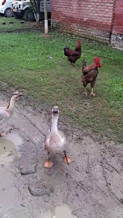Local swan