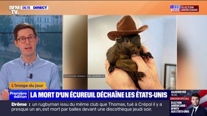 Peanut, écureuil star d'Instagram, euthanasié en raison d'un risque de propagation de la rage