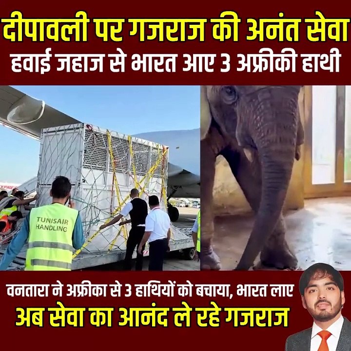 दीपावली में तीन अफ्रीकी हाथियों का वनतारा में स्वागत, अनंत अंबानी ने वन्यजीवन प्रेम और संरक्षण के प्रति अपनी जिम्मेदारी का अद्भुत परिचय दिया है #Vantara #Elephants #Animals #AnantAmbani #WildlifeRescue  #Africanelephants #AnimalCare, #Jamnagar