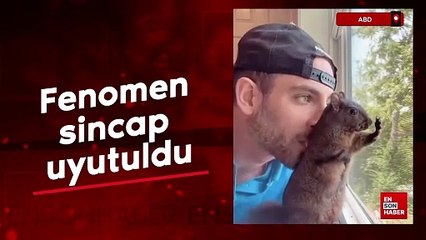 ABD'de fenomen sincap uyutuldu: Elon Musk 'Trump sincapları kurtaracak' paylaşımı yaptı