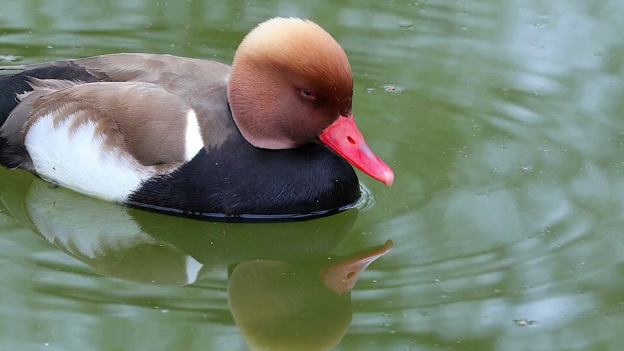 The Red Crested Pochard: Close Up HD Footage (Netta rufina)