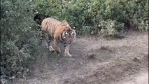 VIDEO: जब अचानक आया टाइगर सामने और थम सी गई सांसे, देखें सरिस्का का ये वीडियो