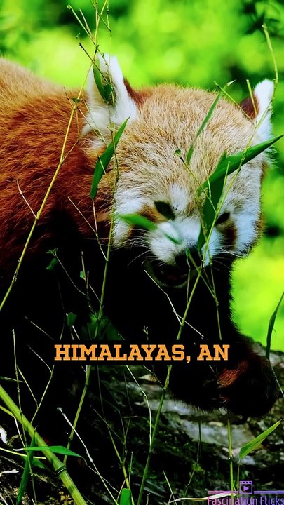The Charming World of Red Pandas!