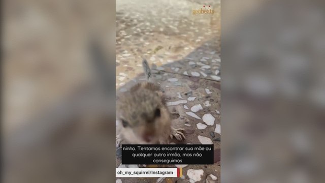 Encuentra un diminuto animal en problemas y su vida cambia para siempre al llevárselo a casa