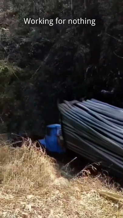 A day's work was in vain, and this bamboo pulling trip was a big loss.