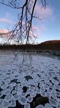 Meduses de glace... phénomène naturel impressionnant
